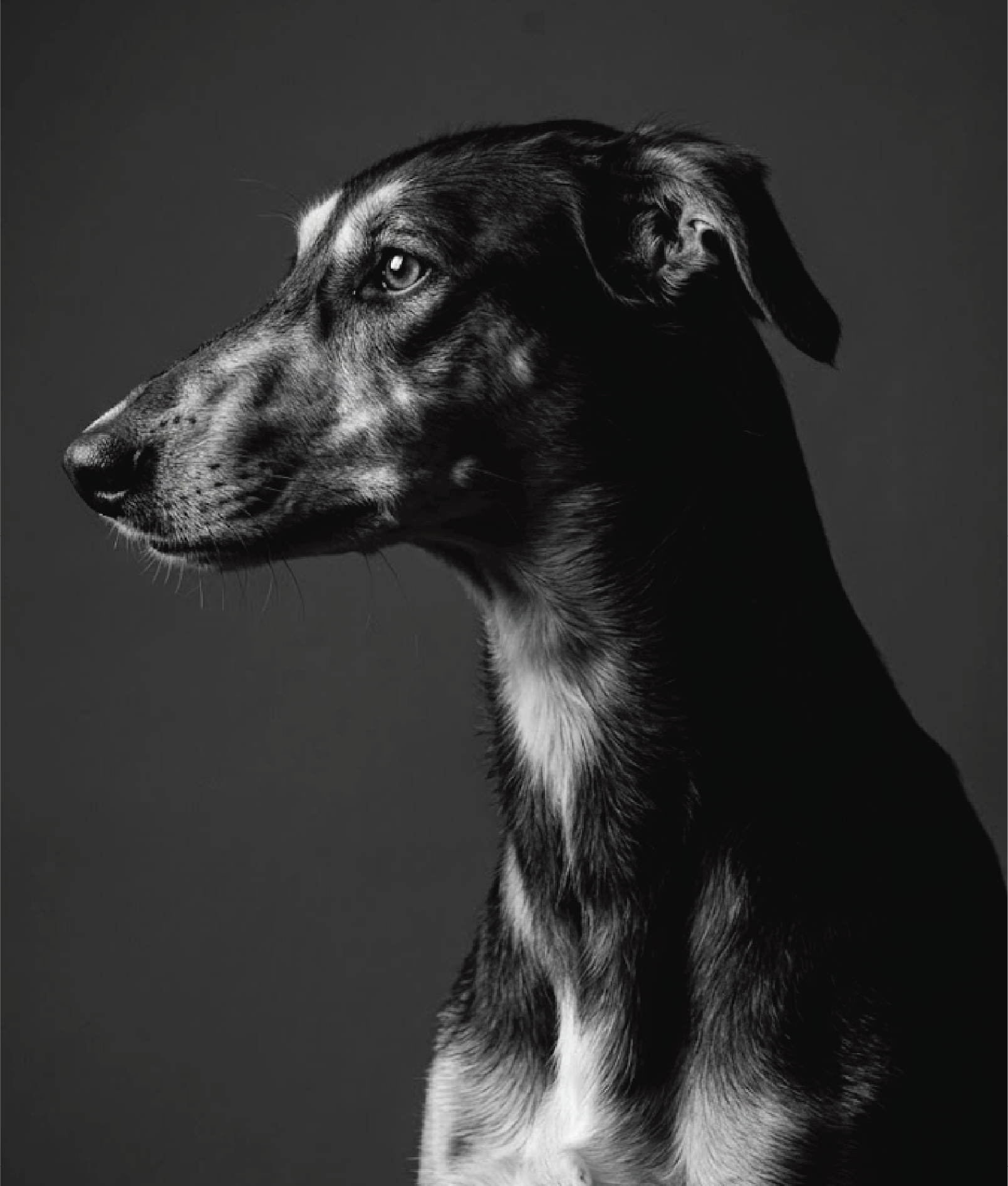 Black-and-white side-profile dog portrait from the Midnight style