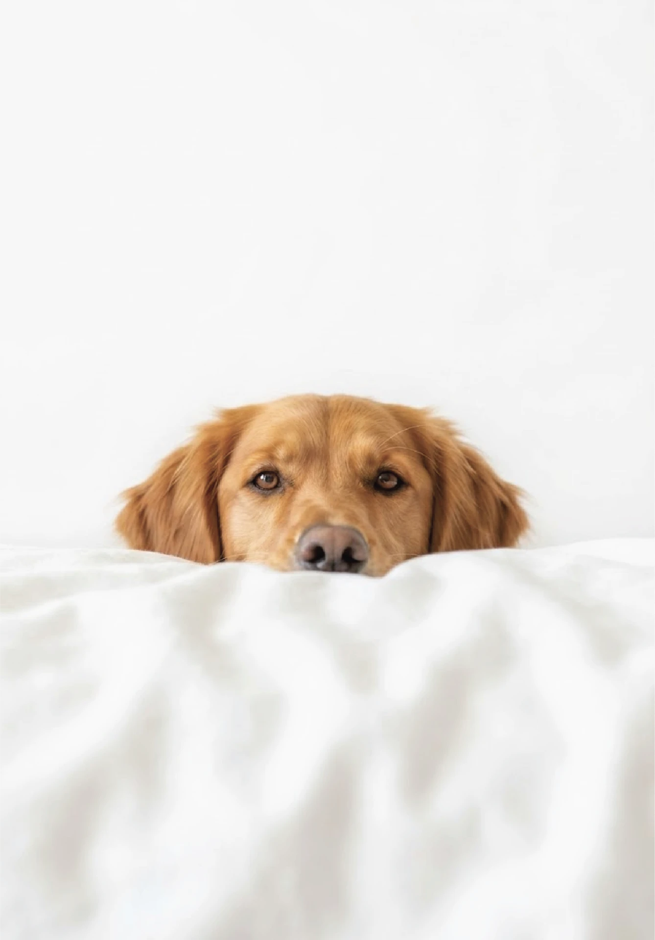 Peekaboo portrait of a golden dog peeking over white sheets