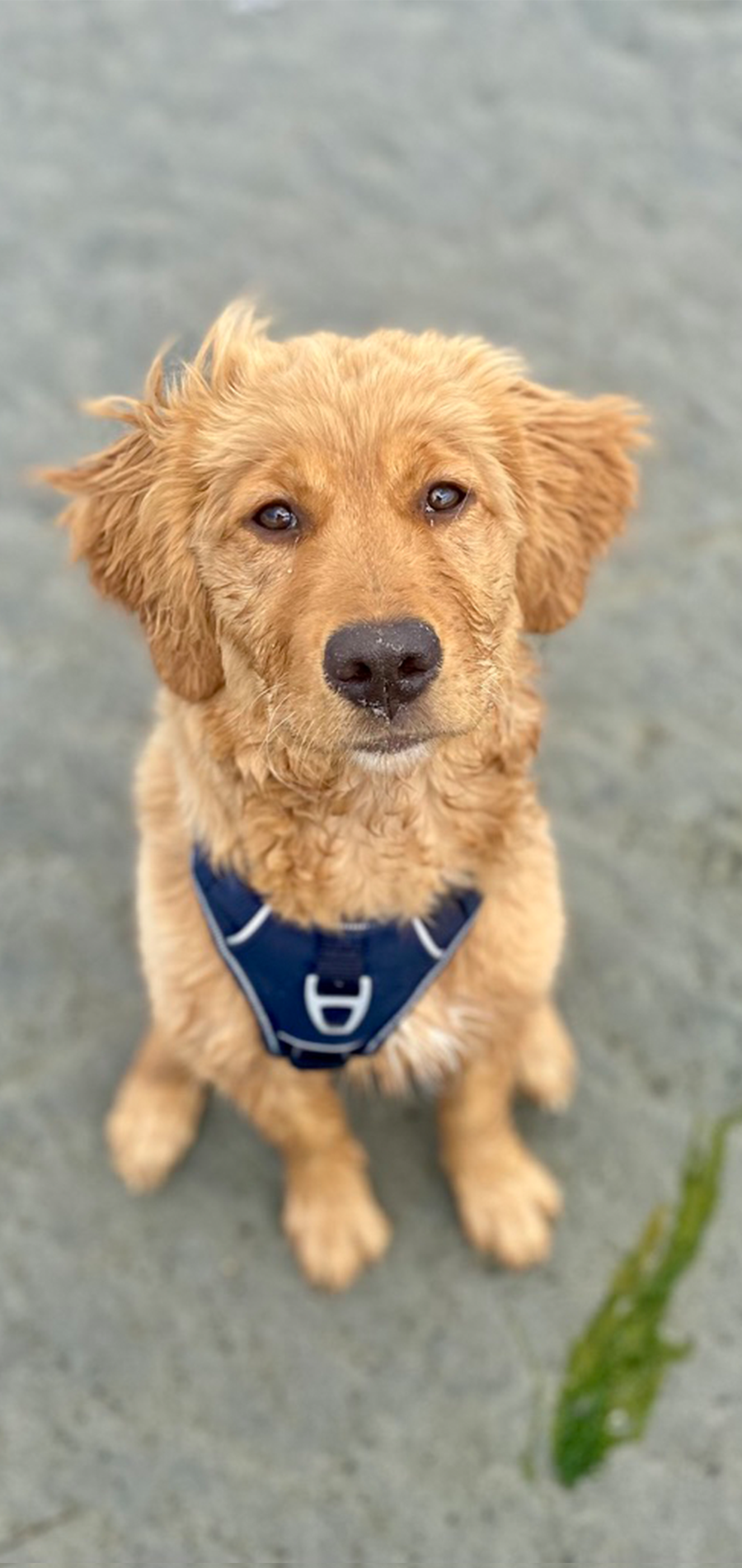 Phone photo of a golden retriever puppy sitting on sandy ground
