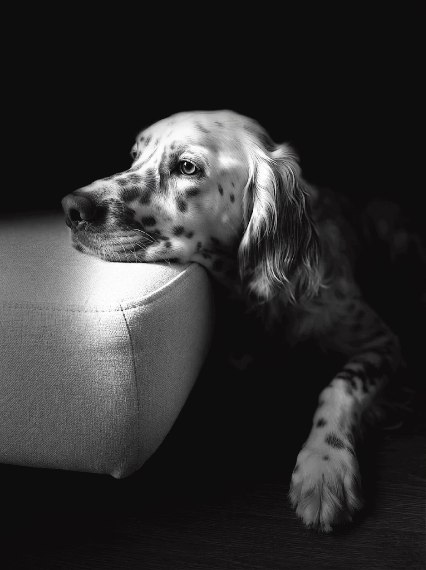 Daydream portrait of a spotted dog resting on a sofa