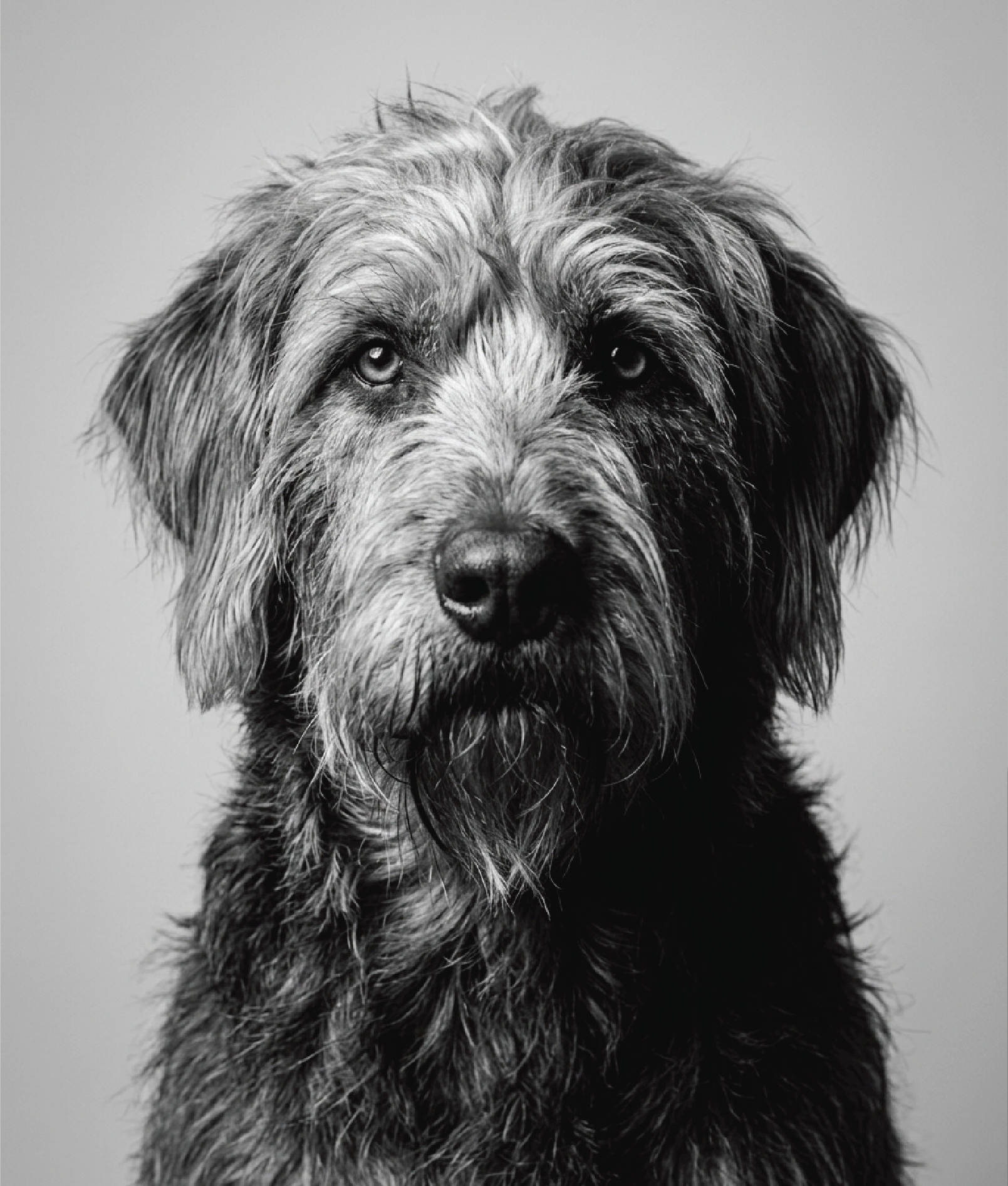 Black-and-white wolfhound portrait from the Silver style